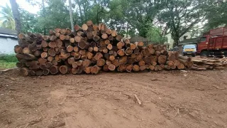 Manjiyam Wood Log 35 in Avg cft 