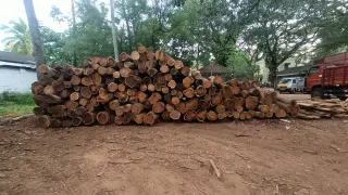 Manjiyam Wood Log 35 in Avg cft 