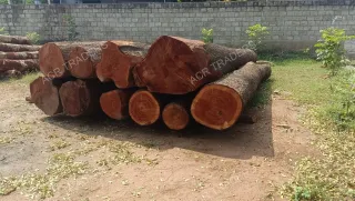Mahogany Wood Log 01