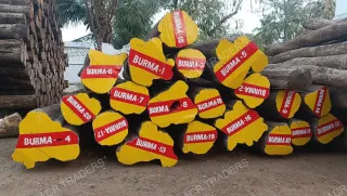 Premium Grade Burma Teak Log 01