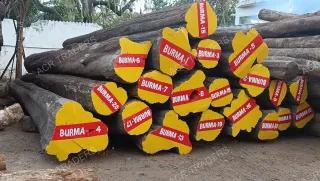Premium Grade Burma Teak Log 01