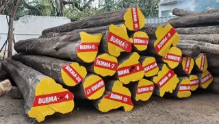 Premium Grade Burma Teak Log 01