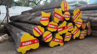 Premium Grade Burma Teak Log 01