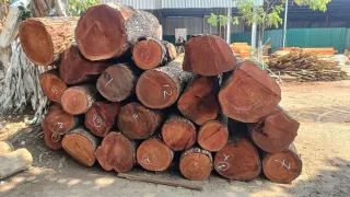 Premium Mahogany Wood Log Girth Range Above 40 inches