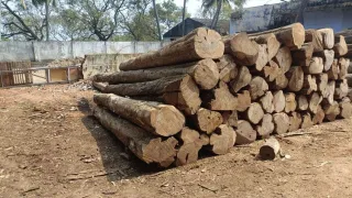 Premium Nilambur Teak 2