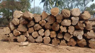 Premium Nilambur Teak 2