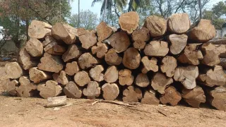 Premium Nilambur Teak 2