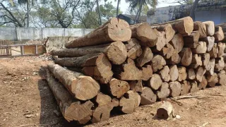 Premium Nilambur Teak 2
