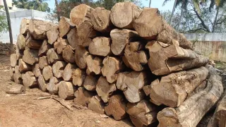 Premium Nilambur Teak 2