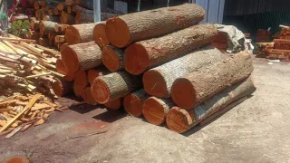 High-Quality Mahogany Wood Log Girth Range Above 45 Inches