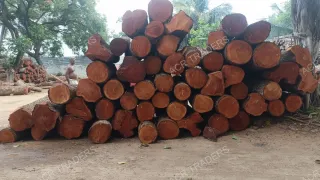 Mahogany Wood Log Girth Range Above 45 Inches