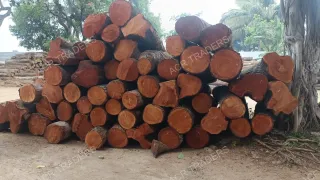 Mahogany Wood Log Girth Range Above 45 Inches