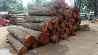 Mahogany Wood Log Girth Range Above 45 Inches