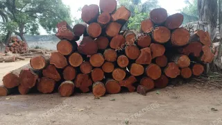 Mahogany Wood Log Girth Range Above 45 Inches
