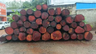 Mahogany Log above 50 Inch