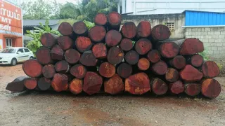 Mahogany Log above 50 Inch
