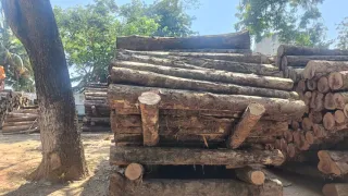 Panama Teak Log 