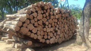 Panama Teak Log 