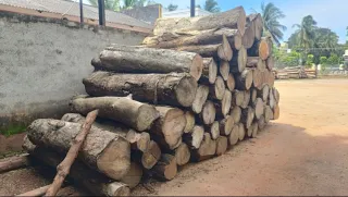 Premium Grade Teak log