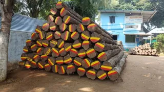 Bolivia Teak Log