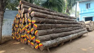 Bolivia Teak Log