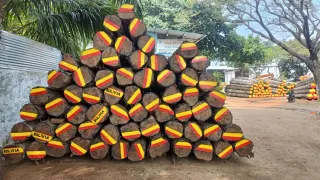 Bolivia Teak Log