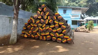 Bolivia Teak Log