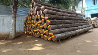 Bolivia Teak Log