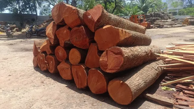 High-Quality Mahogany Wood Log Girth Range Above 45 Inches