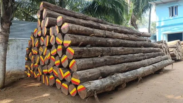 Bolivia Teak Log