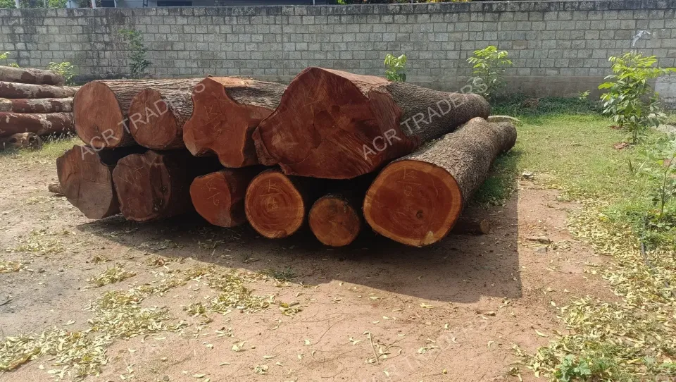 Mahogany Wood Log 01