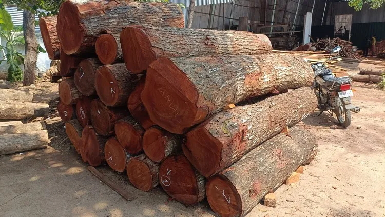 Premium Mahogany Wood Log Girth Range Above 40 inches