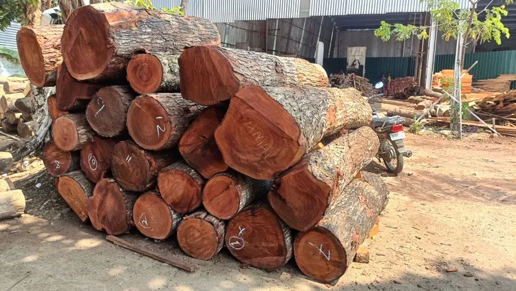Premium Mahogany Wood Log Girth Range Above 40 inches