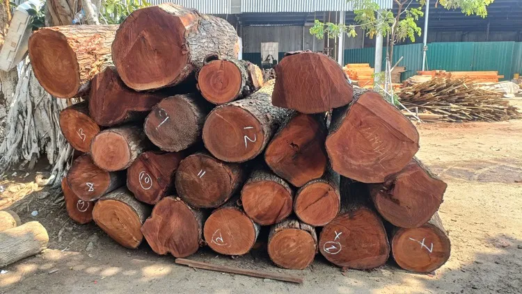 Premium Mahogany Wood Log Girth Range Above 40 inches