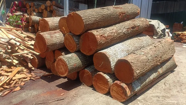 High-Quality Mahogany Wood Log Girth Range Above 45 Inches