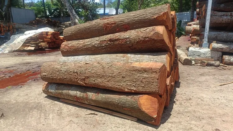 High-Quality Mahogany Wood Log Girth Range Above 45 Inches