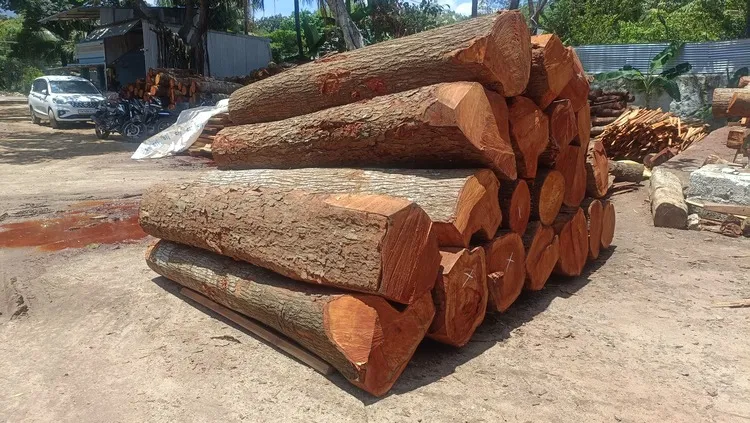 High-Quality Mahogany Wood Log Girth Range Above 45 Inches