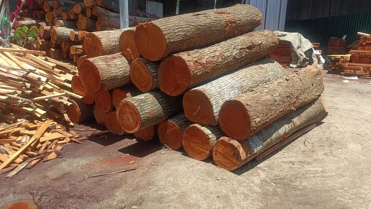 High-Quality Mahogany Wood Log Girth Range Above 45 Inches