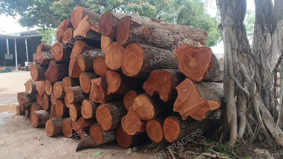 Mahogany Wood Log Girth Range Above 45 Inches