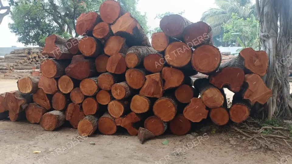 Mahogany Wood Log Girth Range Above 45 Inches