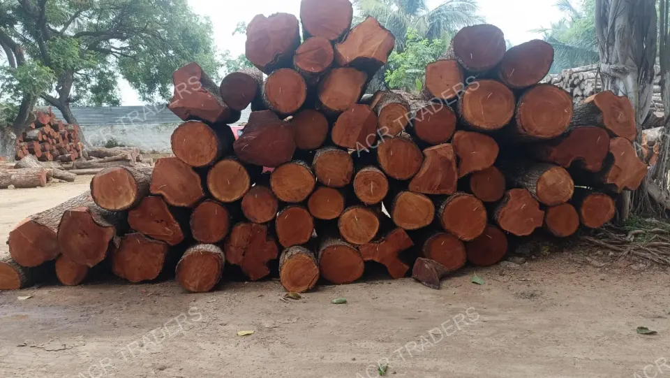 Mahogany Wood Log Girth Range Above 45 Inches
