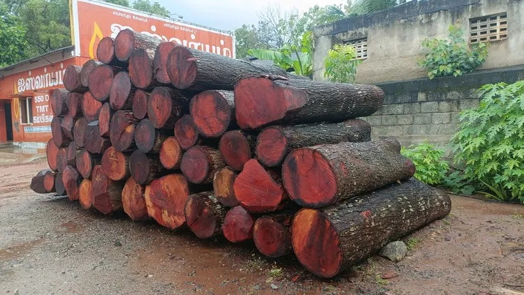 Mahogany Log above 50 Inch