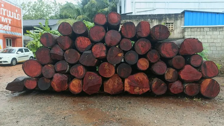 Mahogany Log above 50 Inch