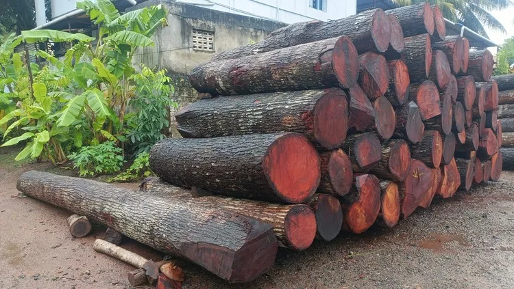 Mahogany Log above 50 Inch
