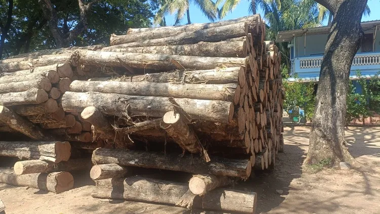 Panama Teak Log 