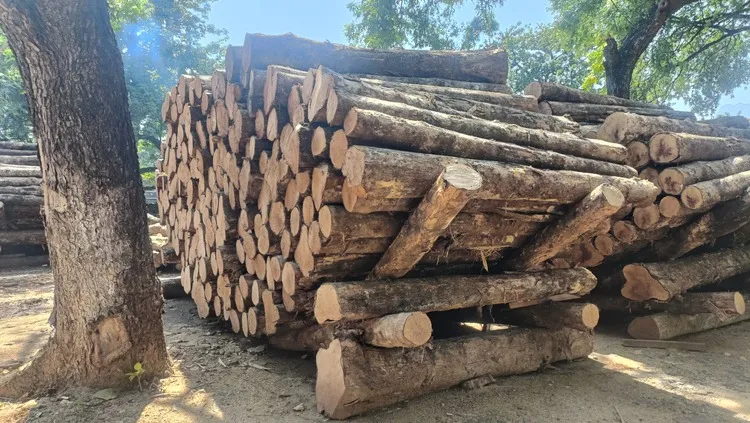 Panama Teak Log 