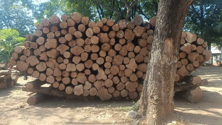 Panama Teak Log 