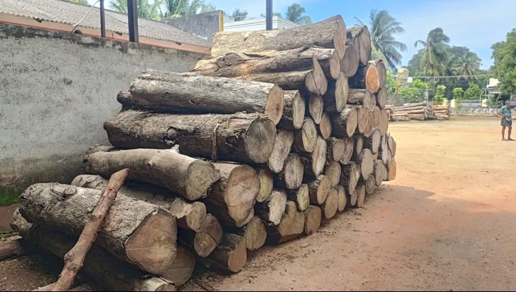 Premium Grade Teak log