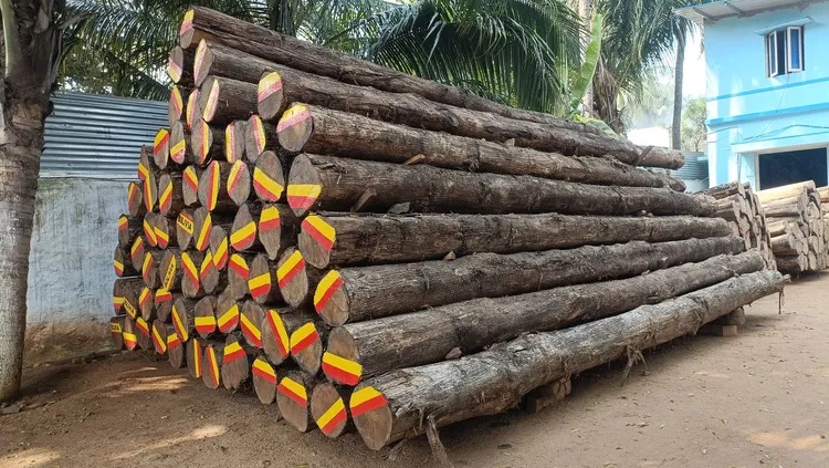 Bolivia Teak Log