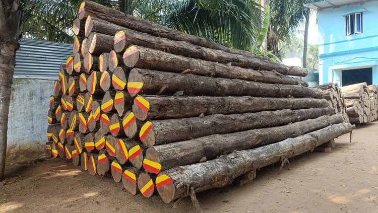 Bolivia Teak Log
